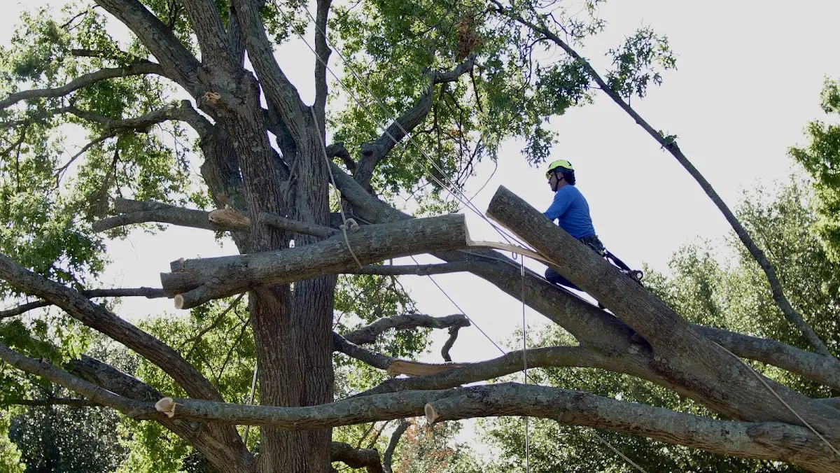 Professional Crown Thinning performed by certified arborists in Courtland