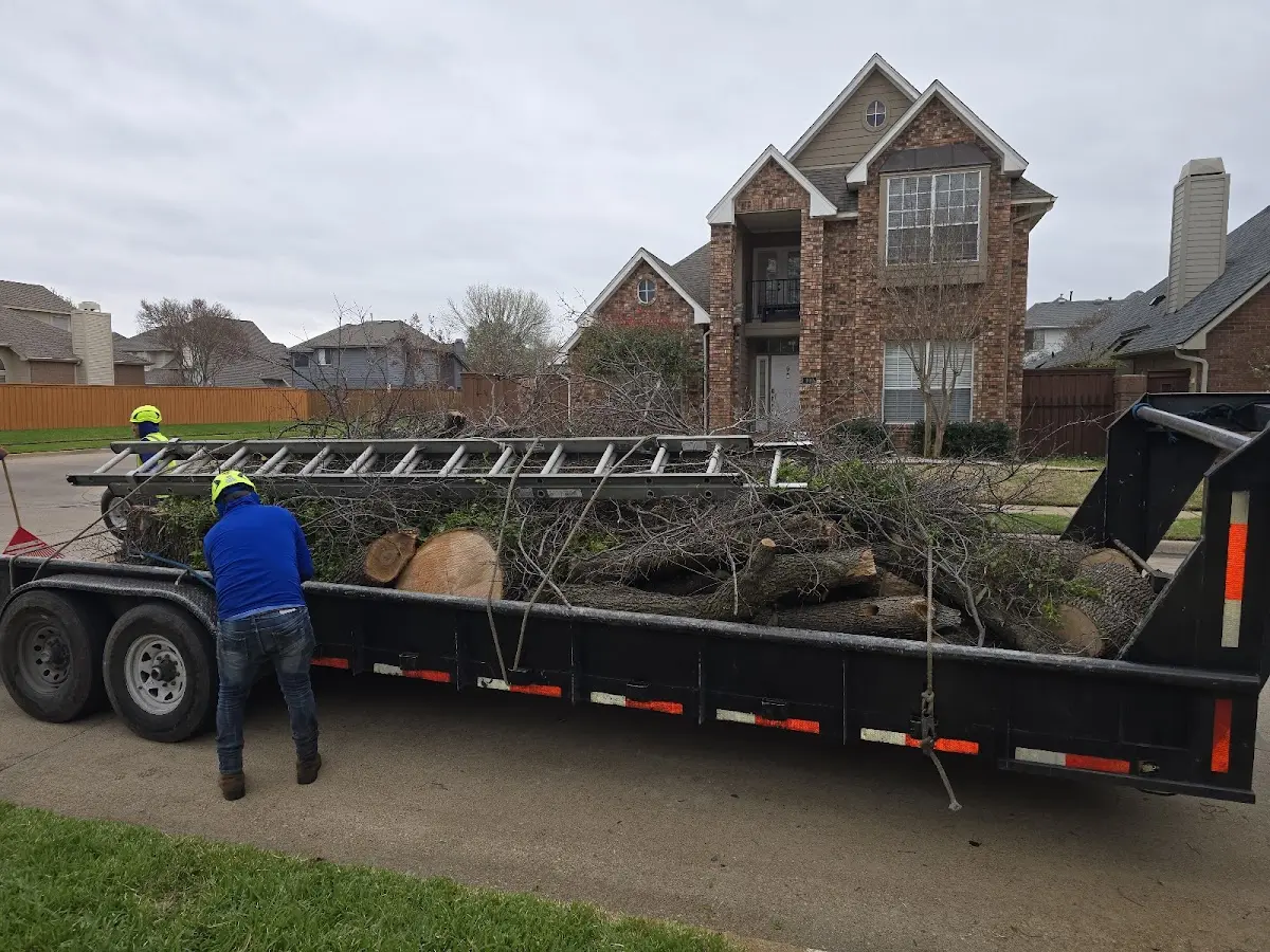 Expert Tree Removal with proper safety equipment in Courtland